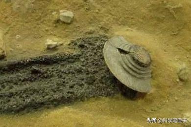 巴西亚马逊外星人事件:人类一旦遇见外星人怎么办