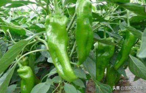 鸟眼辣椒图片:自己家晒的辣椒为什么没有市场上卖的漂亮？