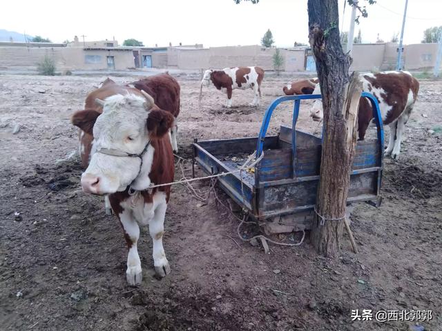 牛吃什么饲料长得快，请问大家的400斤左右小母牛，喂什么骨架长得快