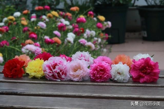 太阳花隔着玻璃晒太阳能开花吗:太阳花隔着玻璃也可以开花 太阳花只长叶不开花是怎么回事？