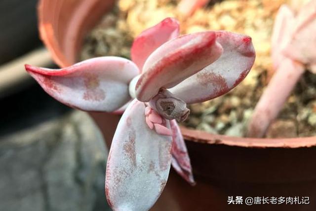 多肉分类及养殖明细:多肉种类及养殖方法 多肉有多少种品种，哪种最好看，哪种最好养？