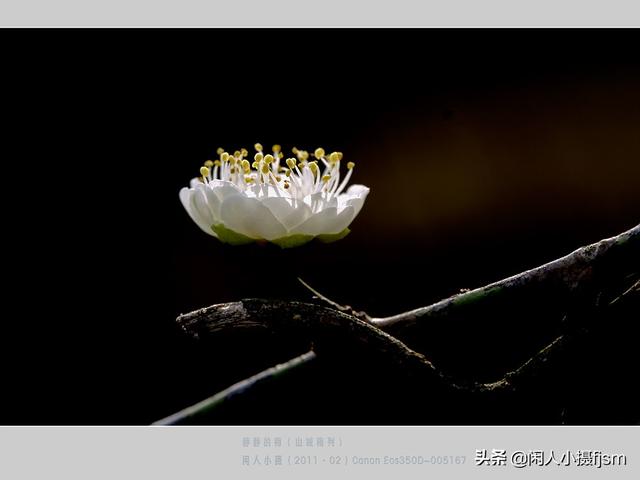 透红小丑 颜色:一朵花如何摄影出白里透红的效果？