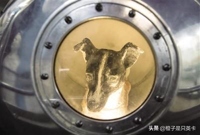 怎么分辨莱卡犬:63年过去了，那只被人类送上太空的狗莱卡，如今它过得如何？