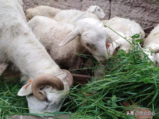 羊能吃动物性饲料么:奶羊羔出月能吃仔猪饲料吗？