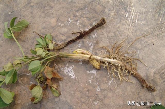 花叶芋穿孔线虫病:百香果有病虫害怎么解决？