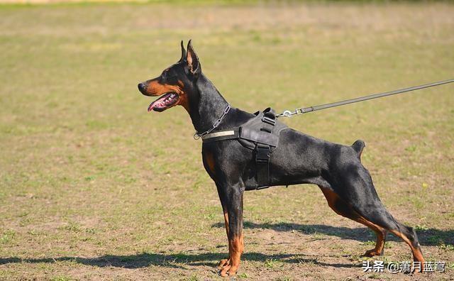 拉布拉多护卫犬:关于拉布拉多，你真的了解它吗，了解哪些？