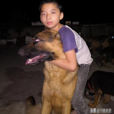 佛山直销喜乐蒂牧羊犬价格多少:佛山那里有德牧养殖场，幼犬怎么喂养？