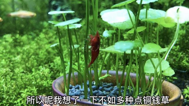 海鲜水族箱图片:水族箱图片大全 可以嗮嗮你们的鱼缸照片吗？
