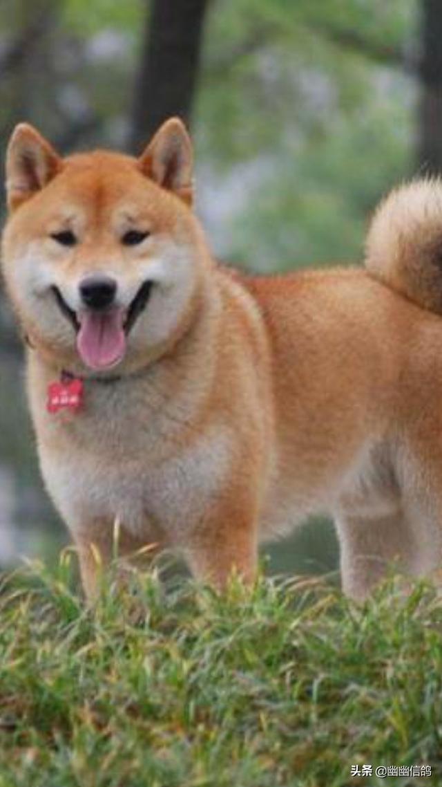 日本柴犬:为什么中国土狗叫柴狗，而日本土狗叫柴犬？ 日本柴犬多少钱一只