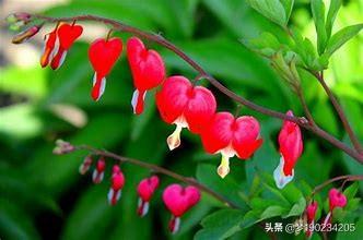 花鸟鱼虫:最近生活领域的问题都是花鸟鱼虫，梅兰竹菊，盆景佛珠。怎么办？ 花鸟鱼虫图片