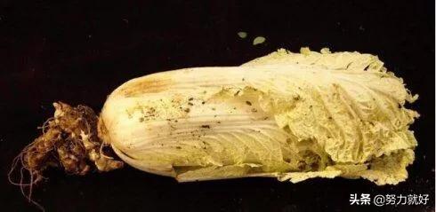 花叶芋根结线虫病:吊兰底部生长的疙瘩是什么？