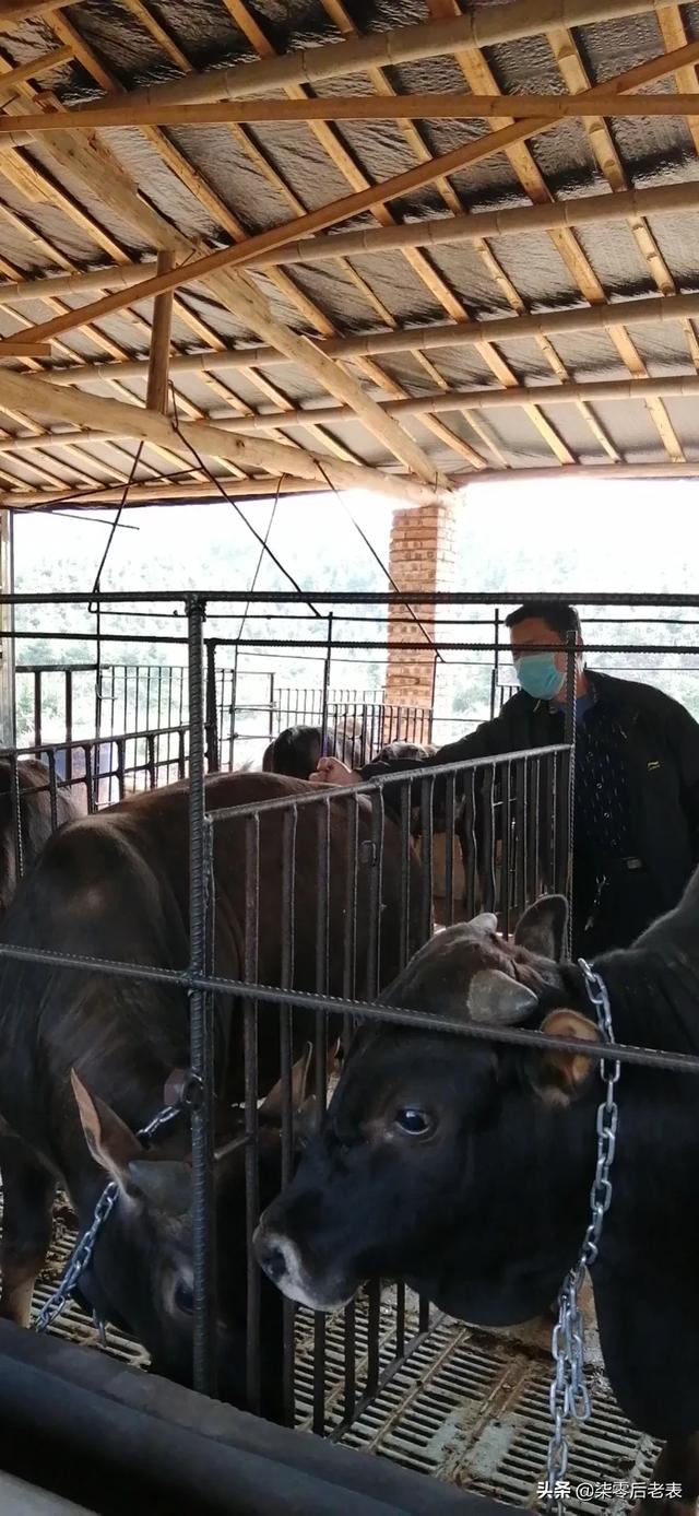 牛得了肝吸虫病症状:牛的鼓眼胀病有什么症状？该怎么办？