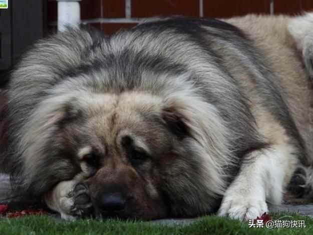 腊肠犬多少钱一只:金毛狗狗一般能活多少岁？一生有几个阶段？
