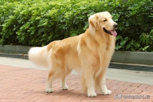 各类宠物狗的价格和图片:中华田园犬和宠物狗，区别在哪？如果是你，你会想养哪种狗？
