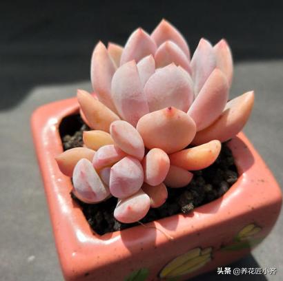 头条问答 花市的多肉植物长的很漂亮 为什么一买回家就养不活 61个回答