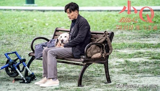 导盲犬小q是什么狗:如何评价任达华和梁咏琪主演的电影《小Q》？ 导盲犬小q里的冬菇是什么狗