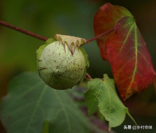 頭條問答 - 棉花花鈴期生長發育有哪些特點?如何管理?(4個回答)