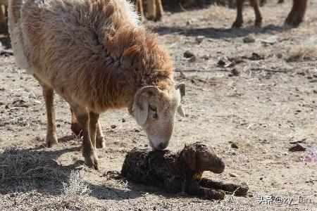 什么病能突然死亡:皇太极究竟得了什么怪病而死？
