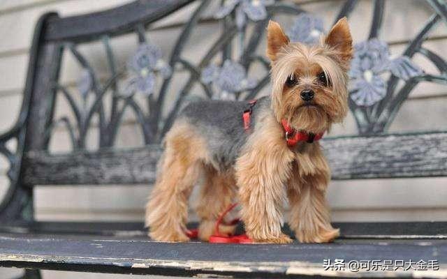 頭條問答 - 想養一隻可愛漂亮的小型犬,不掉毛,沒有體味,有什麼推薦?