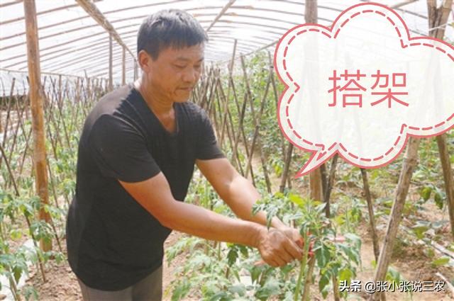 野生黑枸杞与种植黑枸杞的区别，黑番茄与普通番茄有什么差别？怎么种植？