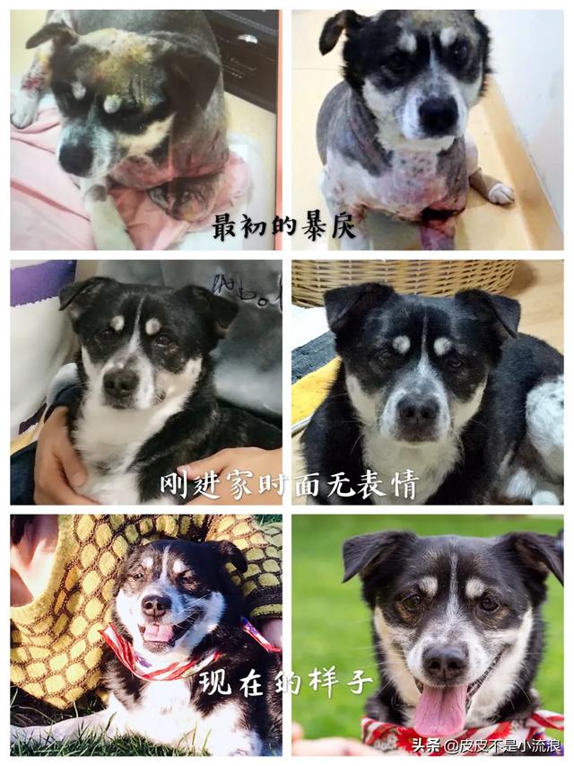 现收养400只流浪狗:有人收留流浪狗让你帮忙捐些狗粮，你会捐吗？