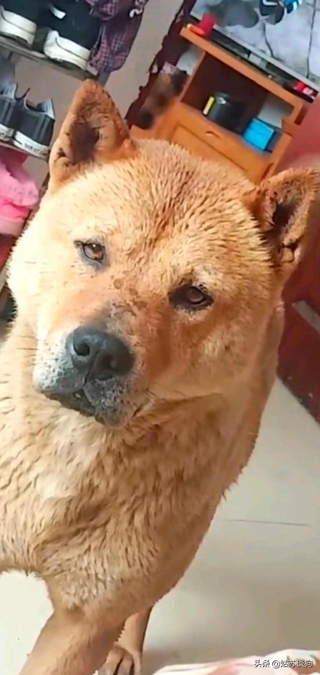 头条问答 你们喜欢哪种狗呢 姑苏谈狗的回答 0赞