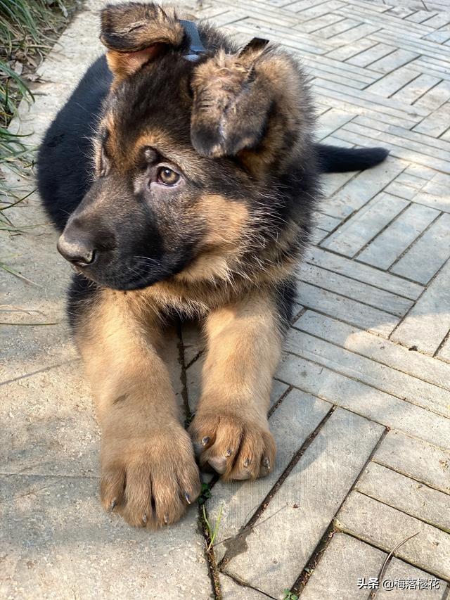 重型护卫犬有哪些:想买条大型犬，看家护院的，有没有人推荐的？ 小型护卫犬都有哪些