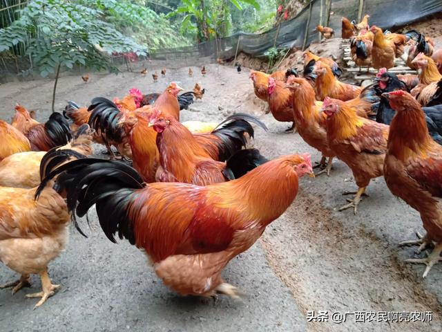2020西施犬价格行情:2020肉鸡价格下跌，100元4只随处可见，后期能否上涨？