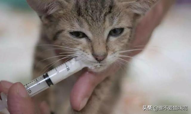 猫市长康复了吗:如何判断鼻支康复，猫鼻支康复后还会复发吗？