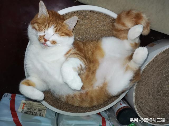 可爱宠物小猫咪:你们家的小猫咪晚上喜欢爬上你的床吗？ 我家的小宠物小猫咪