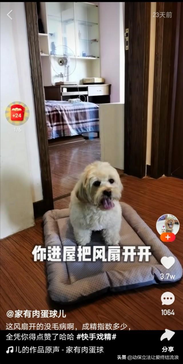 巴哥犬和泰迪哪个聪明:你见过最不聪明的狗是什么样的？