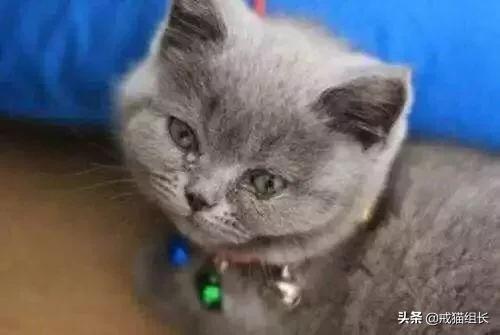 异国短毛猫护理经验:猫为什么有泪痕?怎么护理？