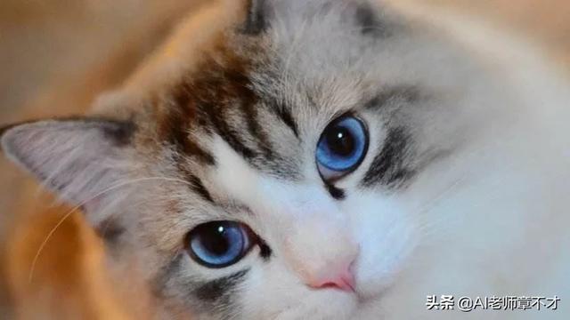 波斯猫在行动:猫身上最柔软的部位在哪？会不会一碰就死？