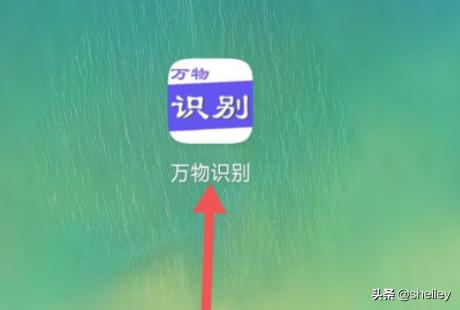 根据宠物昵称查找对应宠物:能辨别狗是什么品种的软件？