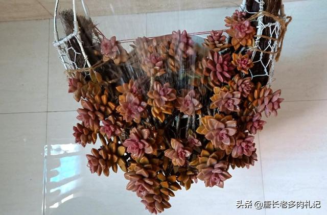 姬胧月与紫乐多肉的区别在哪儿？