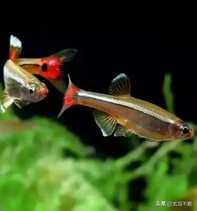 热带观赏鱼图片:热带鱼不用加热棒就能养的，有哪些？