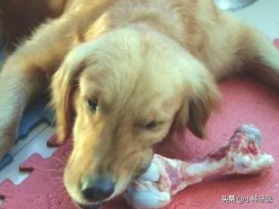 狗狗进去的时候很涨新闻:狗狗肚子鼓鼓的是什么原因？
