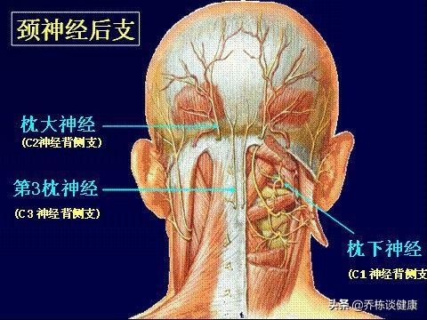 枕大神经体表定位图图片