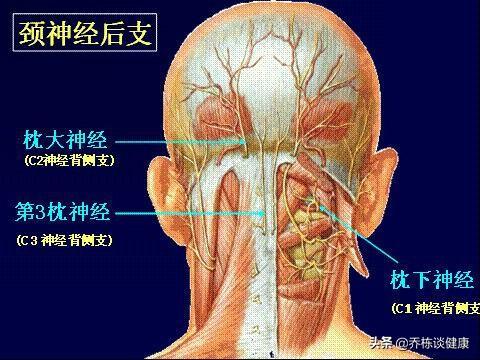 主要对应的是两个方面,一个是枕大神经受到刺激,一个是颈椎小关节