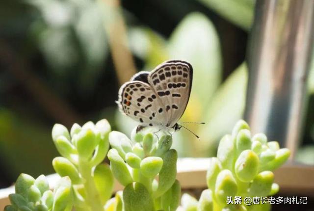 佛教如何对待害虫，蚊子咬你后你会不会打死蚊子学佛之人怎样看待慈悲和杀生