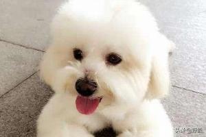 狗狗鼻子干怎么回事:泰迪犬鼻子干是怎么回事？