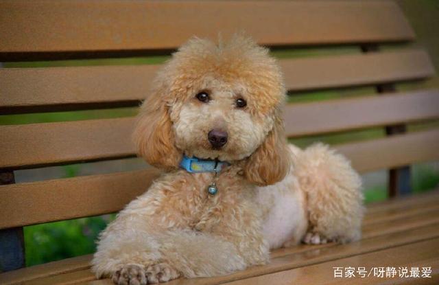 犬钩虫病口腔:狗狗得口腔溃疡怎样治疗？