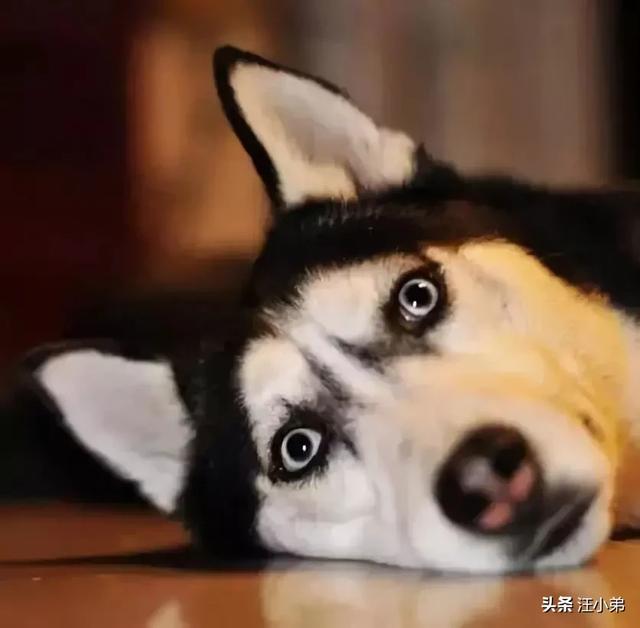 蹭课猫:养猫又养狗，狗会刨猫粑粑吃怎么办？