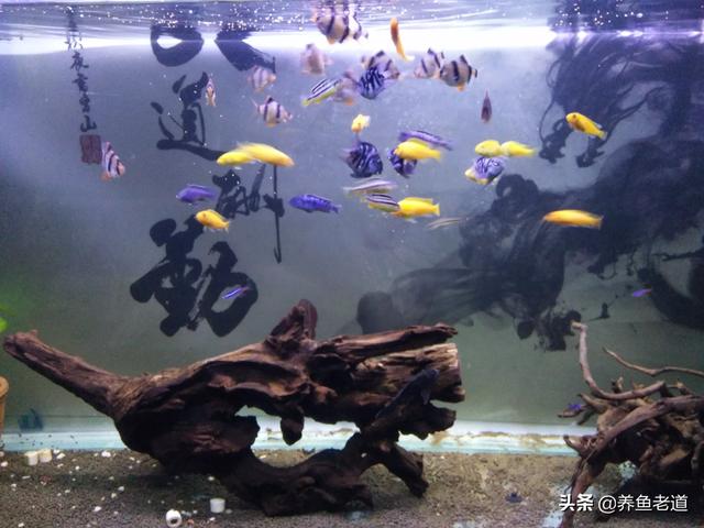 沉木:在喜欢碱性水的热带鱼的鱼缸里放沉木会怎么样？