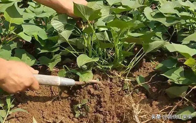 台湾番薯藤:红薯种植可以不翻藤吗，翻藤和不翻藤的区别是什么？
