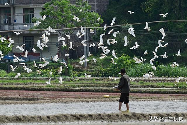 中国鸟类网手机版:‘打鸟’用快门优先，快门速度用多少？