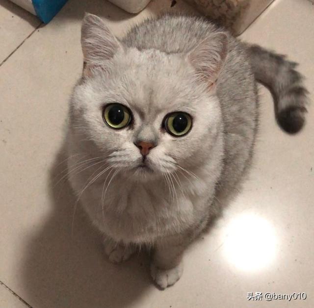 温和的宠物猫种类:猫的价格表宠物猫种类 想给孩子养只小猫，什么品种的猫咪性格温顺一些？