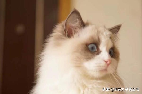 布偶猫多少钱:布偶猫多少钱一只 一只布偶猫大约什么价位？