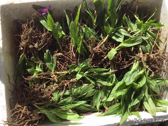 重楼怎么种植(重楼怎么种植才好)