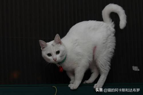 发情女:女猫咪发情了不去绝育，也不找男朋友会有什么影响吗？